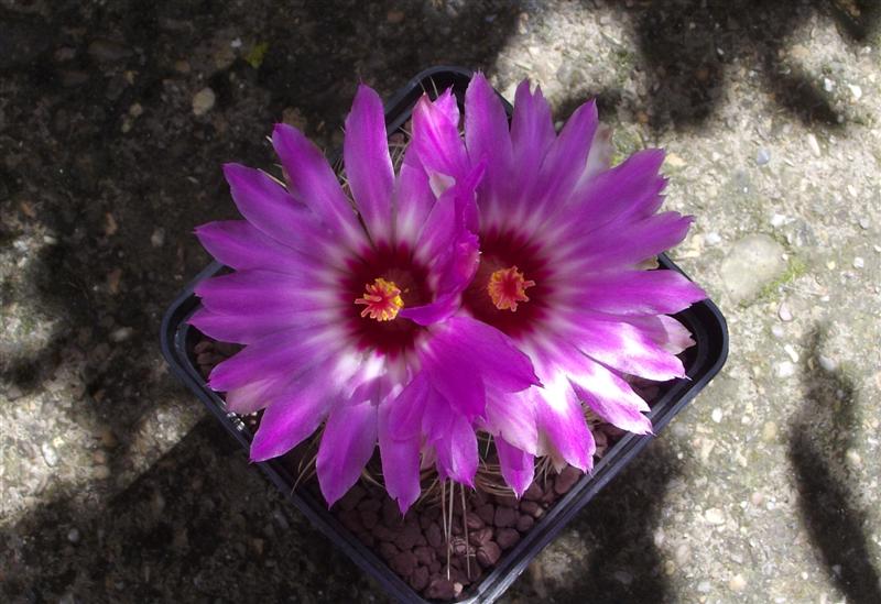 Thelocactus bicolor 