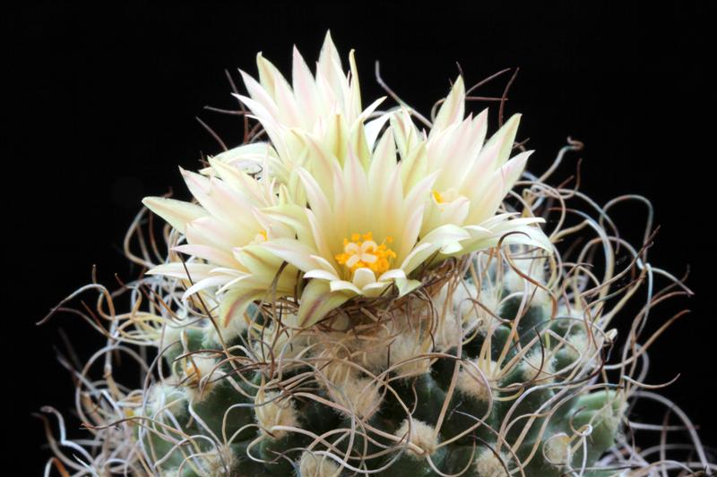 Turbinicarpus krainzianus 