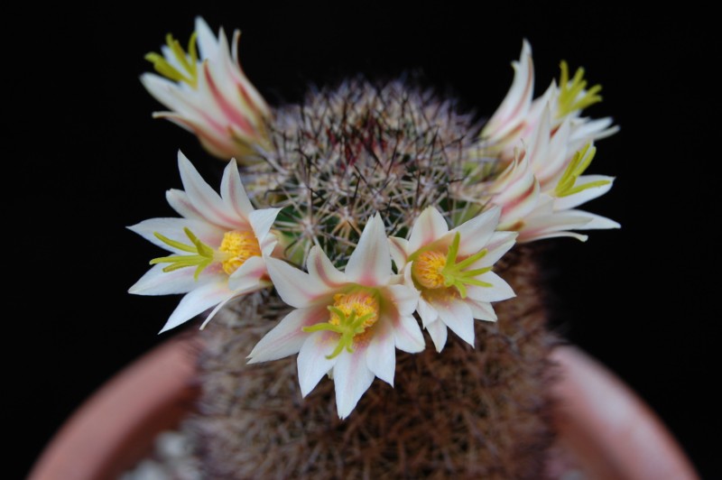 Mammillaria shurliana WM 5620