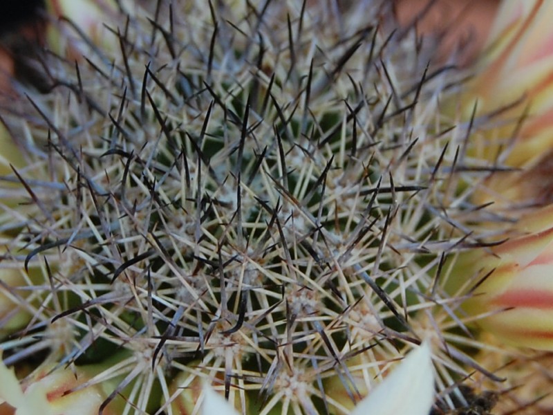 Mammillaria shurliana WM 5620