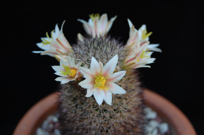 Mammillaria shurliana WM 5620