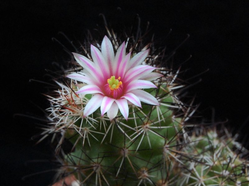 Mammillaria tonalensis REP 874