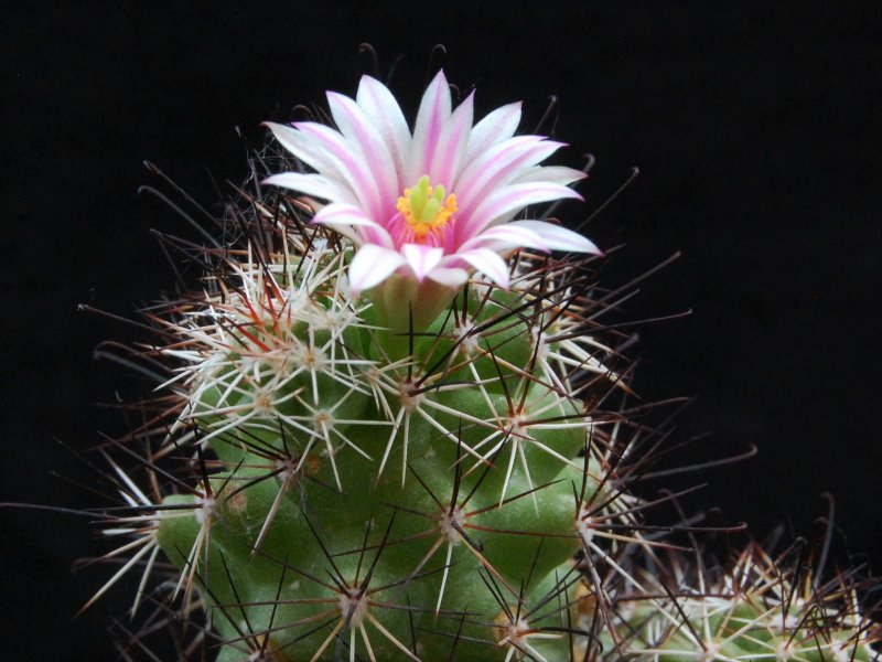 Mammillaria tonalensis REP 874