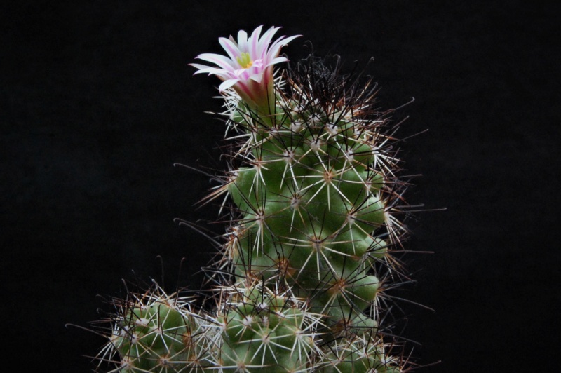 Mammillaria tonalensis REP 874