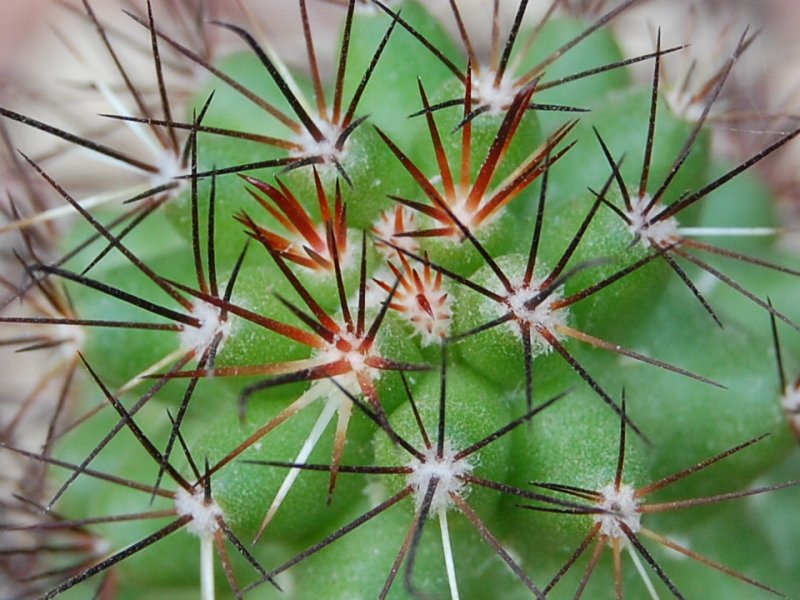 Mammillaria tonalensis REP 874