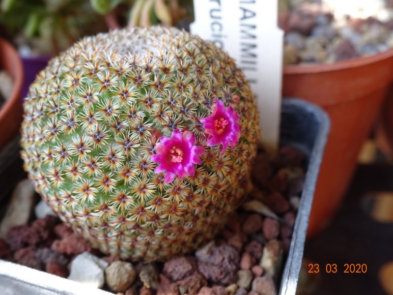 Mammillaria crucigera 