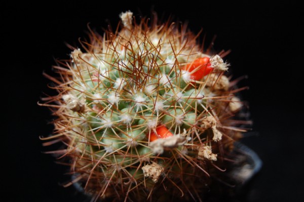 Mammillaria schumannii 