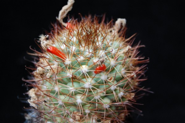 Mammillaria schumannii 