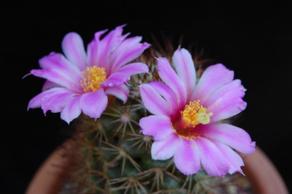 Mammillaria schumannii 