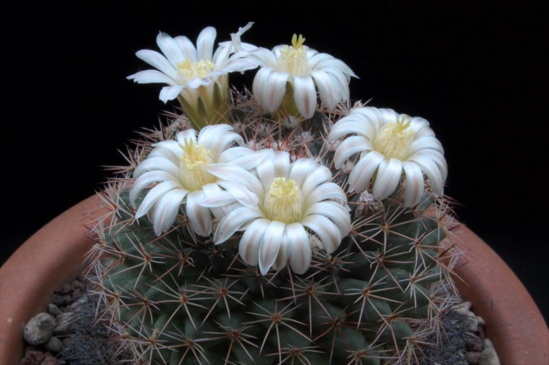 Mammillaria sp. SB 1566