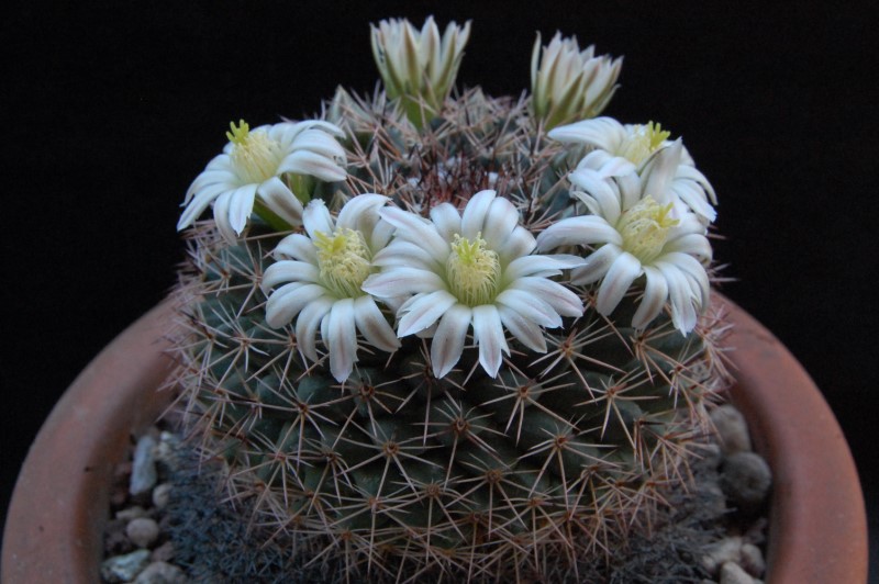 Mammillaria sp. SB 1566