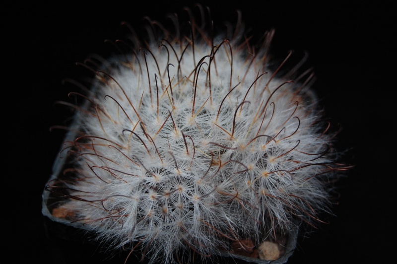 Mammillaria guelzowiana v. robustior MZ 665
