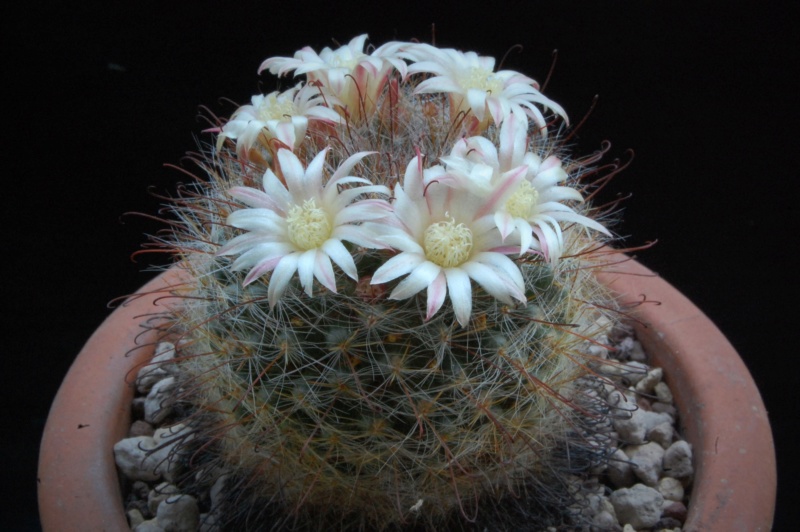 Mammillaria knebeliana 