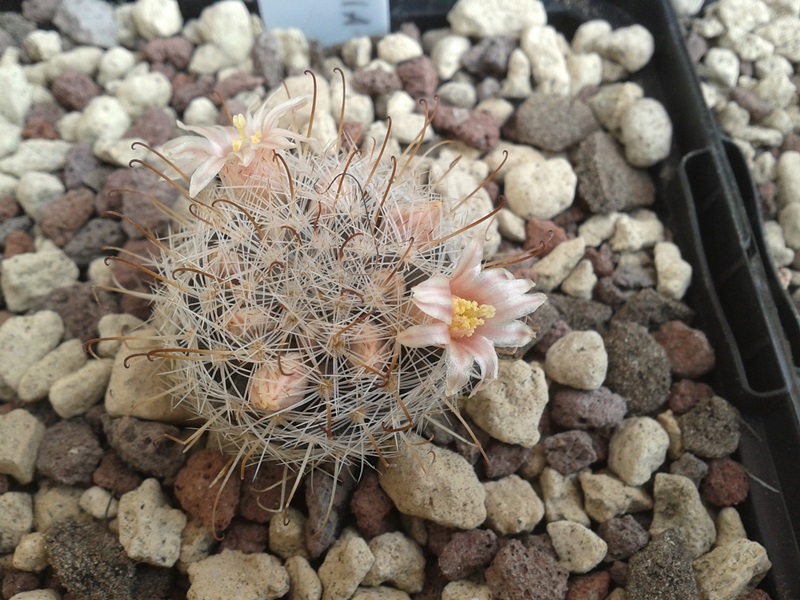 Mammillaria viescensis 