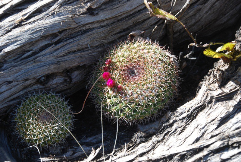 Mammillaria chaletii WH 130