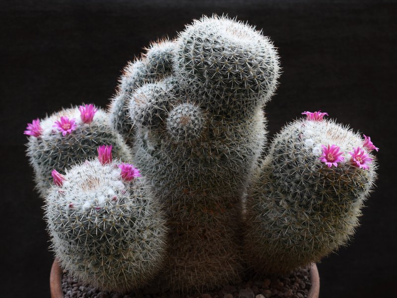 Mammillaria cadereytensis 