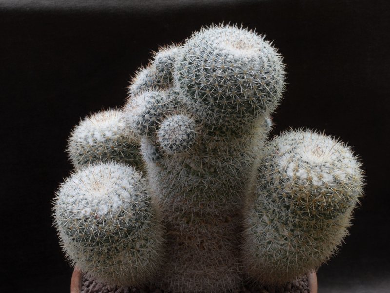 Mammillaria cadereytensis 