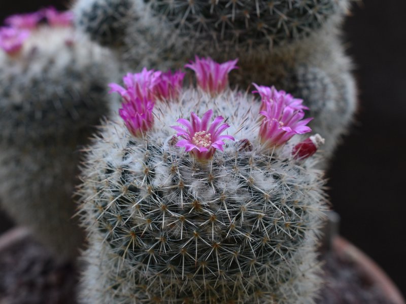 Mammillaria cadereytensis 