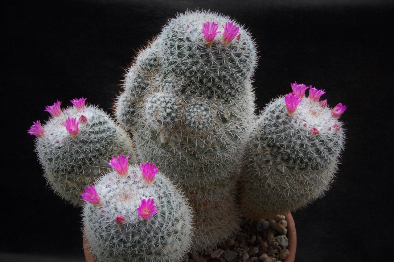 Mammillaria cadereytensis 