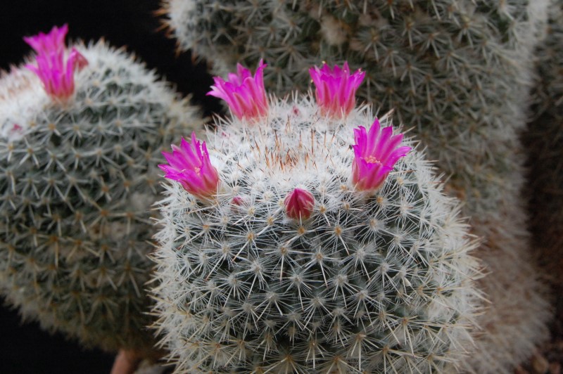 Mammillaria cadereytensis 