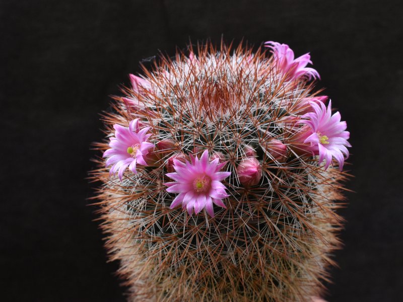 Mammillaria crassior REP 761