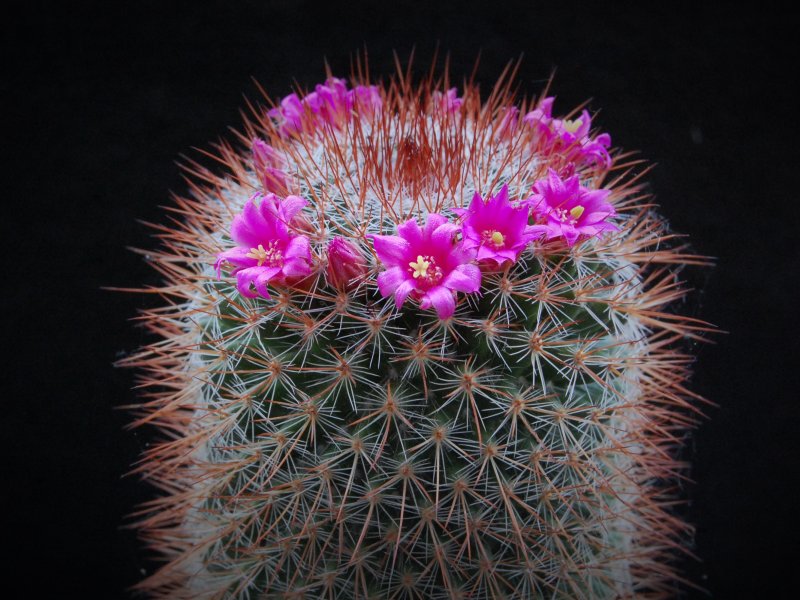 Mammillaria wuthenauiana LAU 1107