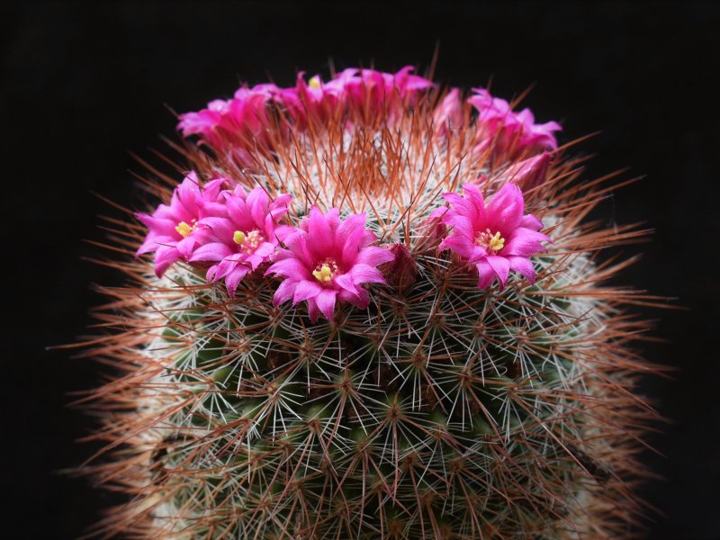 Mammillaria wuthenauiana LAU 1107