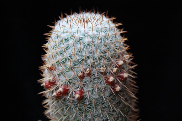 Mammillaria graessneriana 