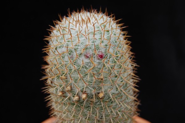 mammillaria graessneriana