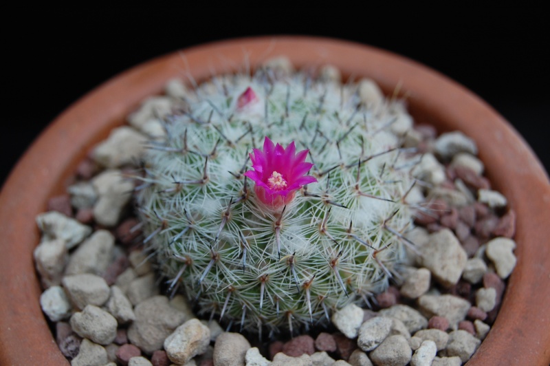 Mammillaria hahniana v. werdermanniana 