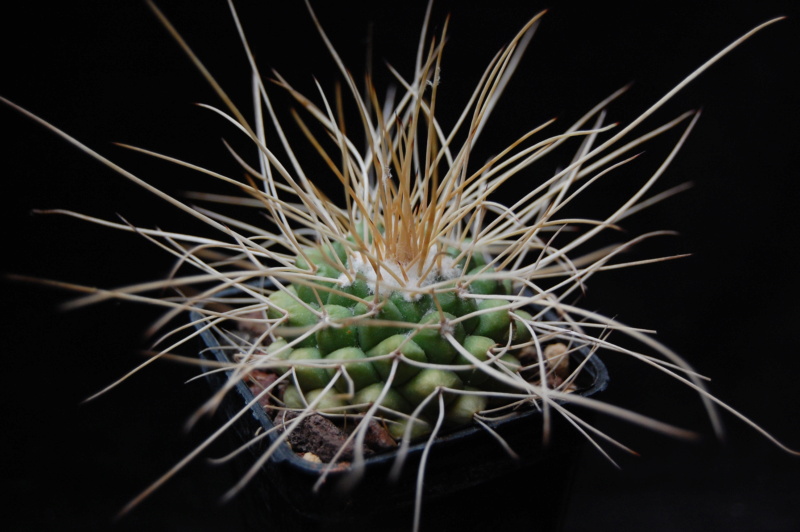 Mammillaria compressa BZ 76