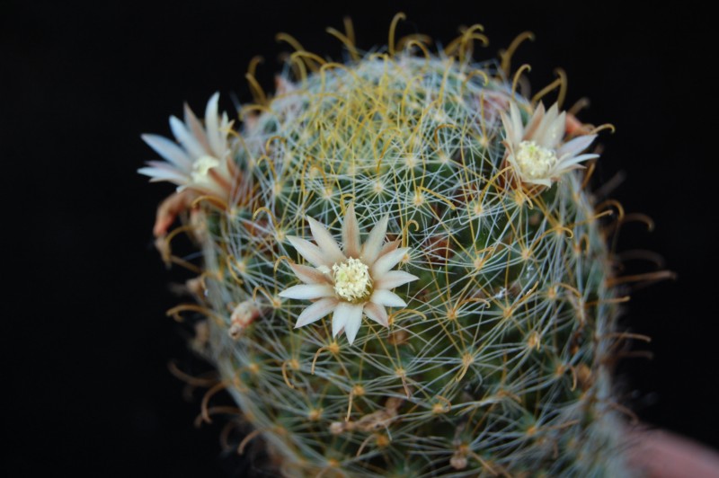 Mammillaria crinita ssp. wildii SB 144