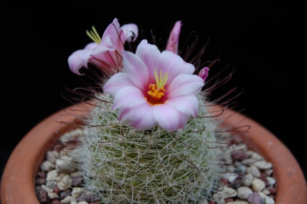 Mammillaria grahamii SB 218