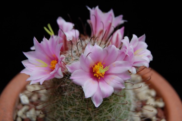 Mammillaria grahamii SB 218