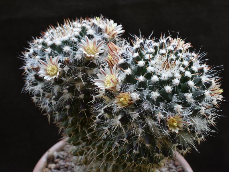 Mammillaria karwinskiana ssp. nejapensis SB 853