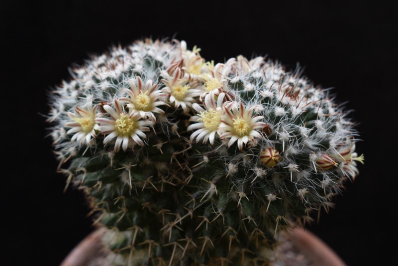 Mammillaria karwinskiana ssp. nejapensis SB 583