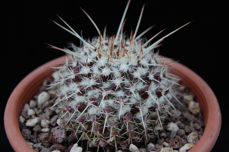 Mammillaria karwinskiana ssp. nejapensis SB 583