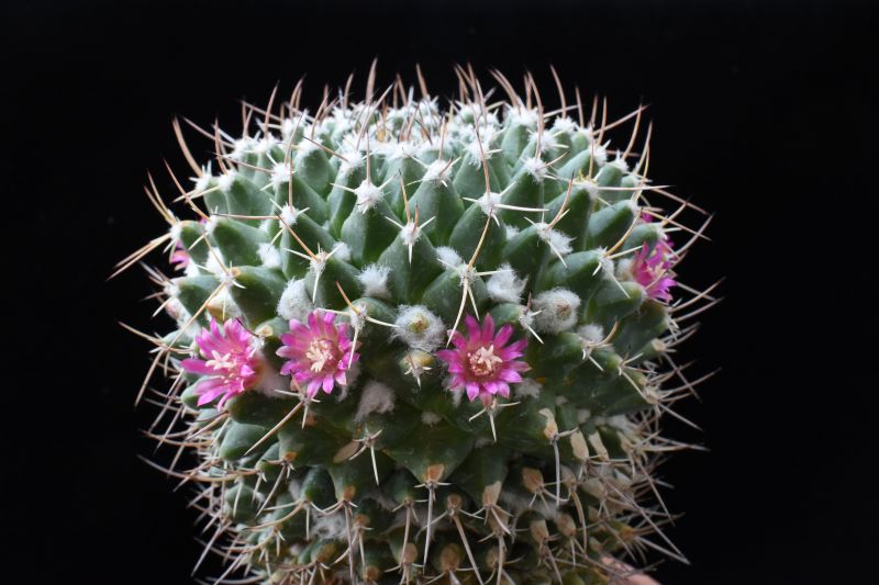 Mammillaria compressa ssp. centralifera BZ 27