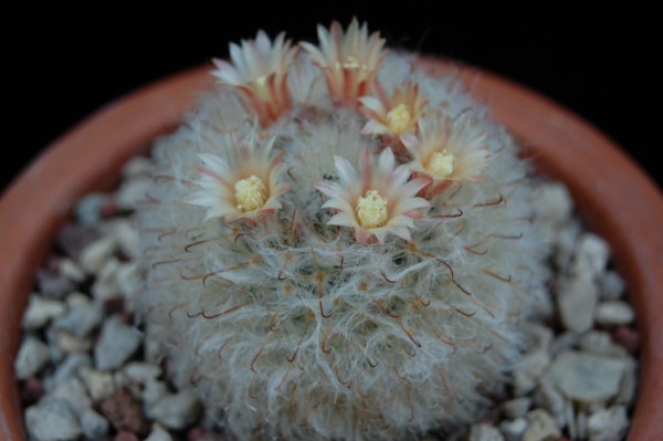 Mammillaria bocasana v. multilanata 