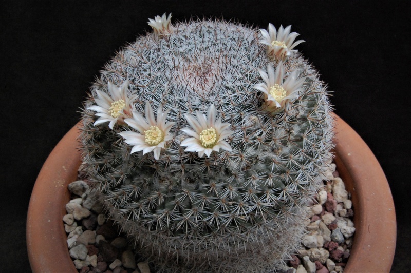 Mammillaria chionocephala Z 15