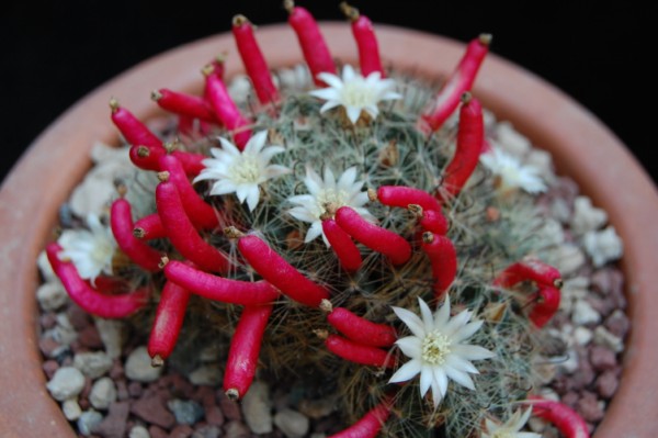 Mammillaria moeller-valdeziana 