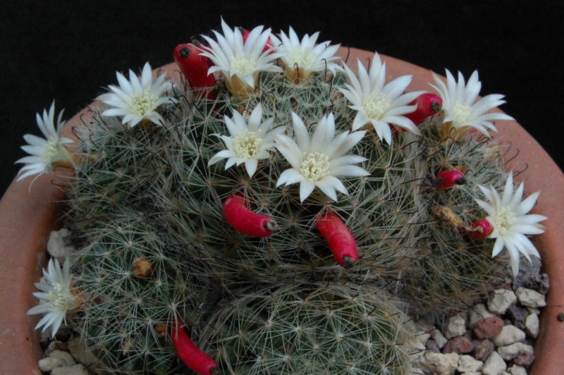 Mammillaria moeller-valdeziana 