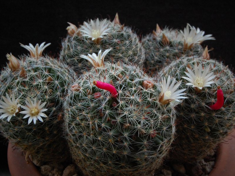 Mammillaria moeller-valdeziana 