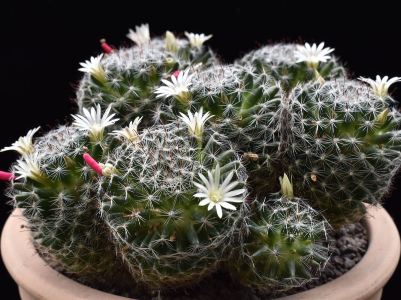 Mammillaria moeller-valdeziana MS 141