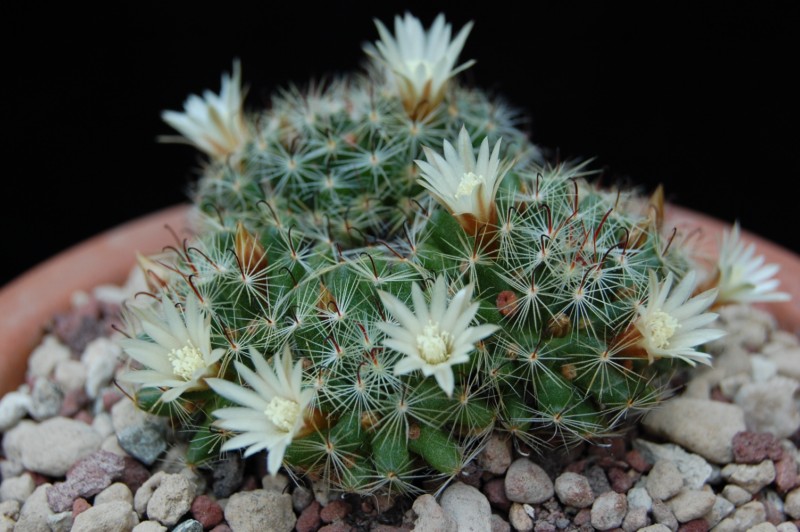 Mammillaria moeller-valdeziana 