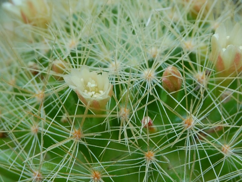 Mammillaria anniana REP 1806