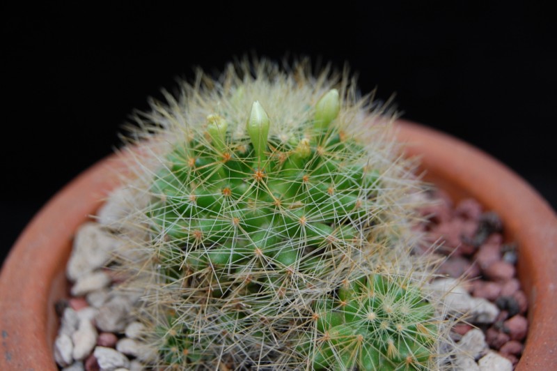 Mammillaria anniana REP 1806