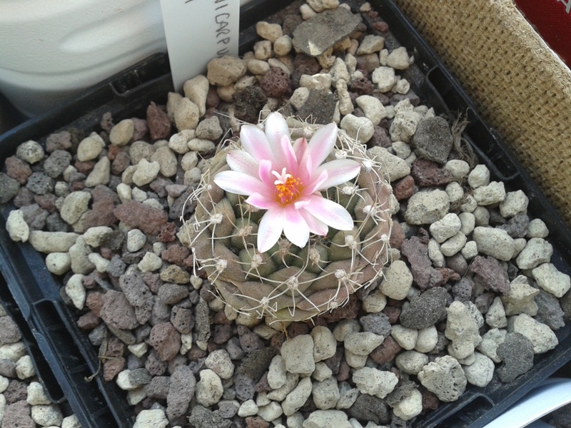 Turbinicarpus laui 