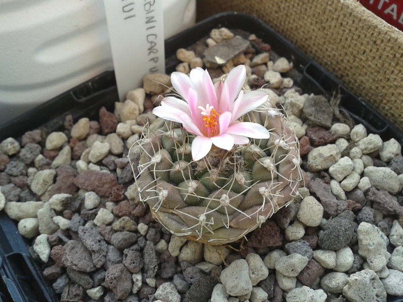 Turbinicarpus laui 