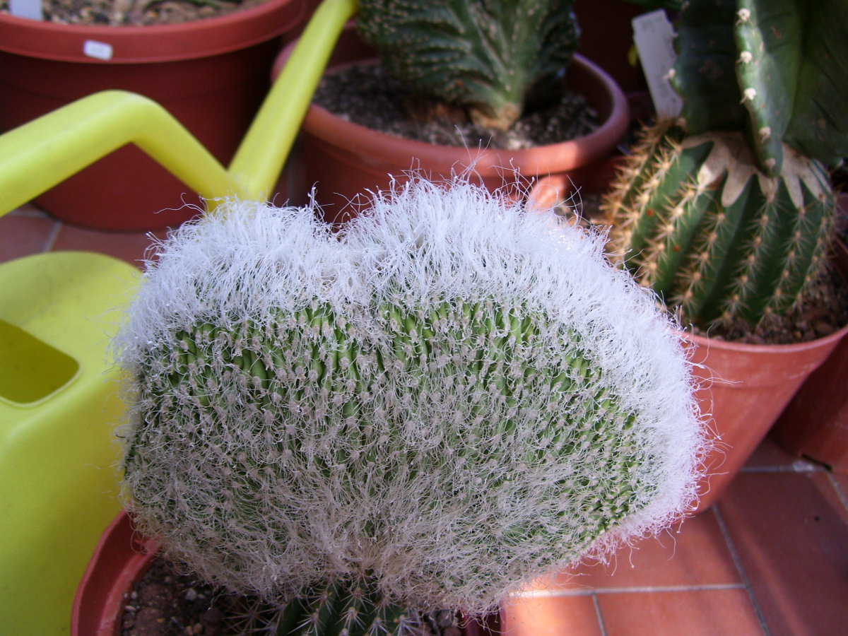 Cephalocereus senilis f. cristatus 